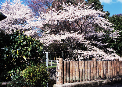 桜と華厳寺橋